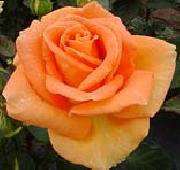 Realistic Orange Rose unknow artist